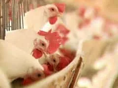 Exportações de carne de frango seguem avançando e em 9 dias úteis já atingiram quase 60% do volume e arrecadação de abril do ano passado