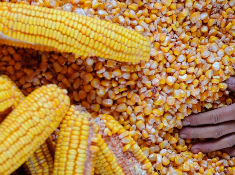 Milho de Goiás alavanca produtividade e fortalece agroindústria, mesmo diante de queda nas exportações