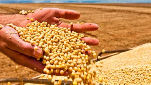 Mato Grosso bate novo recorde no esmagamento de soja