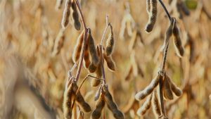 Os demais tratamentos produziram 81,1 sacas por hectare com BRS Piatã