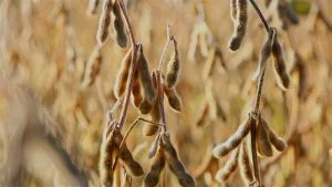 Os demais tratamentos produziram 81,1 sacas por hectare com BRS Piatã