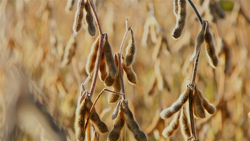Os demais tratamentos produziram 81,1 sacas por hectare com BRS Piatã