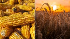 O trigo duro de inverno (HRW), negociado na Bolsa de Kansas, caiu 5,8%