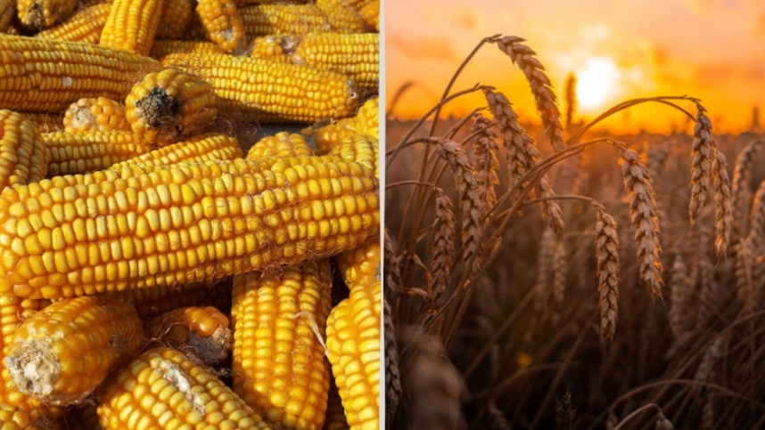 O trigo duro de inverno (HRW), negociado na Bolsa de Kansas, caiu 5,8%