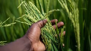 Arroz irrigado: veja quando plantar para reduzir riscos na safra
