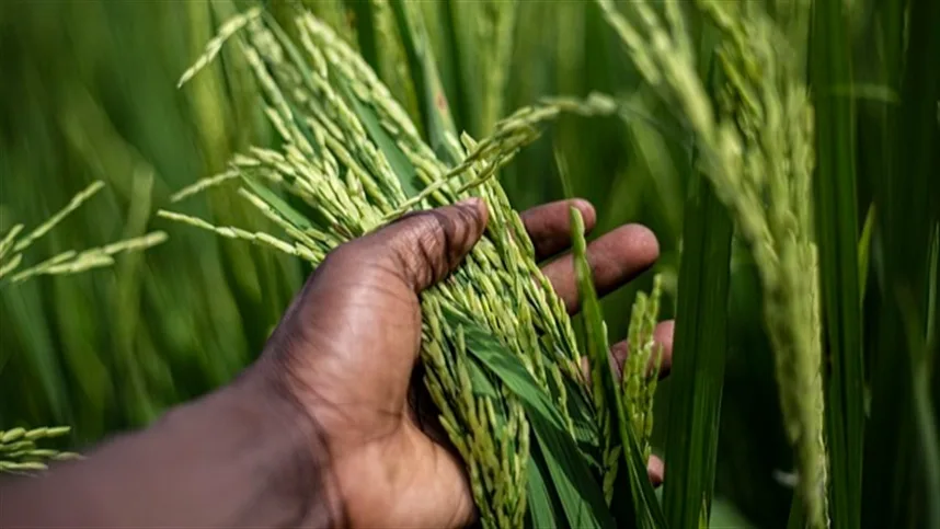 Arroz irrigado: veja quando plantar para reduzir riscos na safra