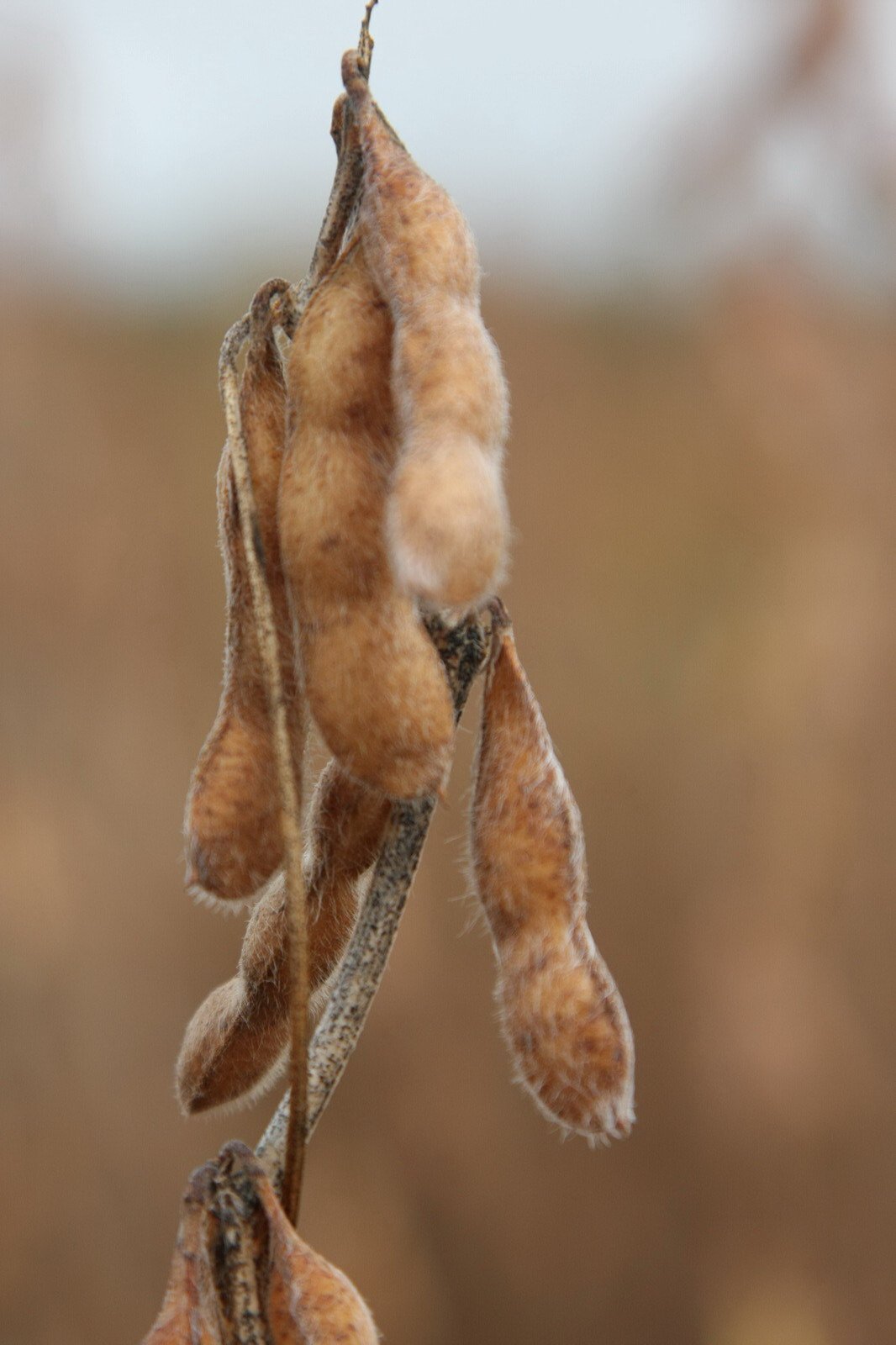 Aprosoja MT considera derrubada de veto fundamental para produção de bioinsumos on farm