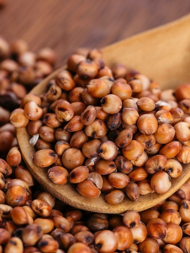 Venda de Graos de Sorgo Bela Cereais Brasil
