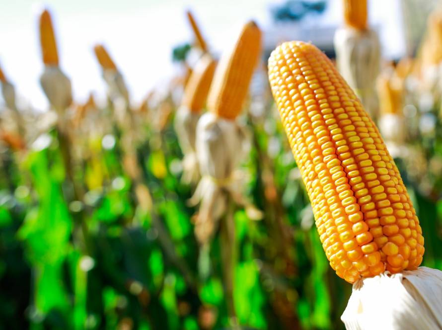 Seca e calor geram apreensão para 2ª safra de milho de MS, diz EarthDaily Agro