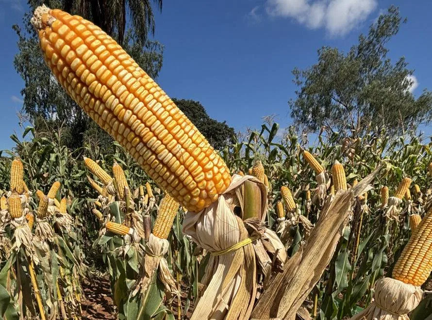 Baixa liquidez do milho pressiona as cotações, mas os preços seguem elevados
