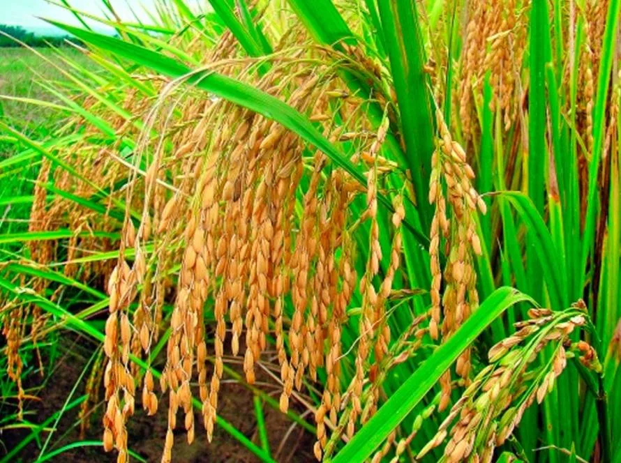 Brasil exporta 62,5 mil toneladas de arroz em fevereiro