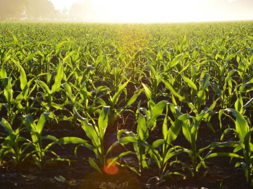 Chuvas escassas e temperaturas elevadas podem comprometer o milho segunda safra
