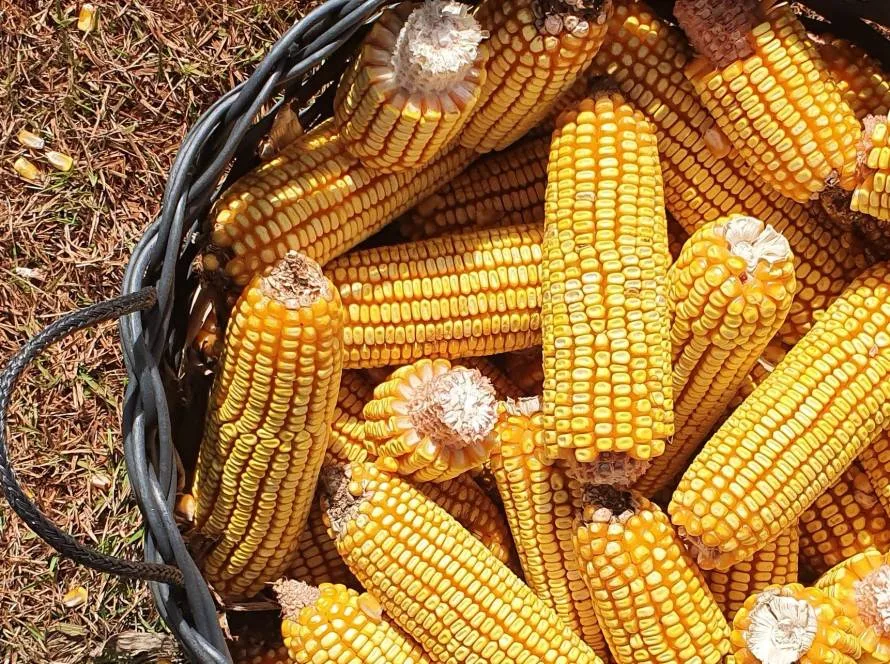 Comercialização do milho avança no Mato Grosso com melhora de preços para o disponível e travas para safra atual
