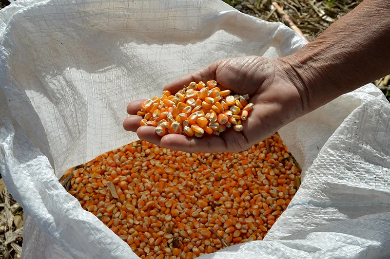 Estoques baixos e demanda aquecida mantêm alta nos preços do milho