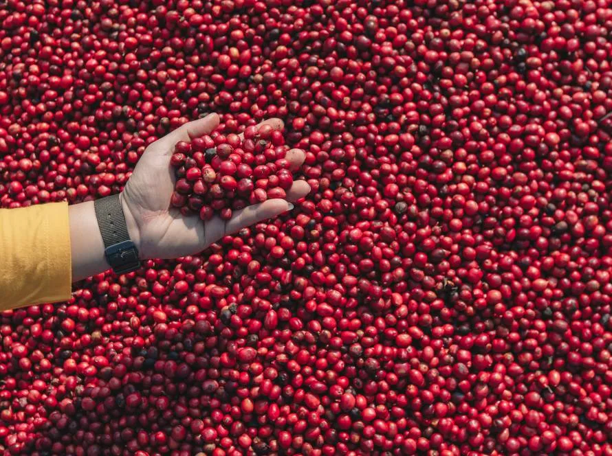 Exportação de café do Brasil soma 3,3 milhões de sacas em fevereiro