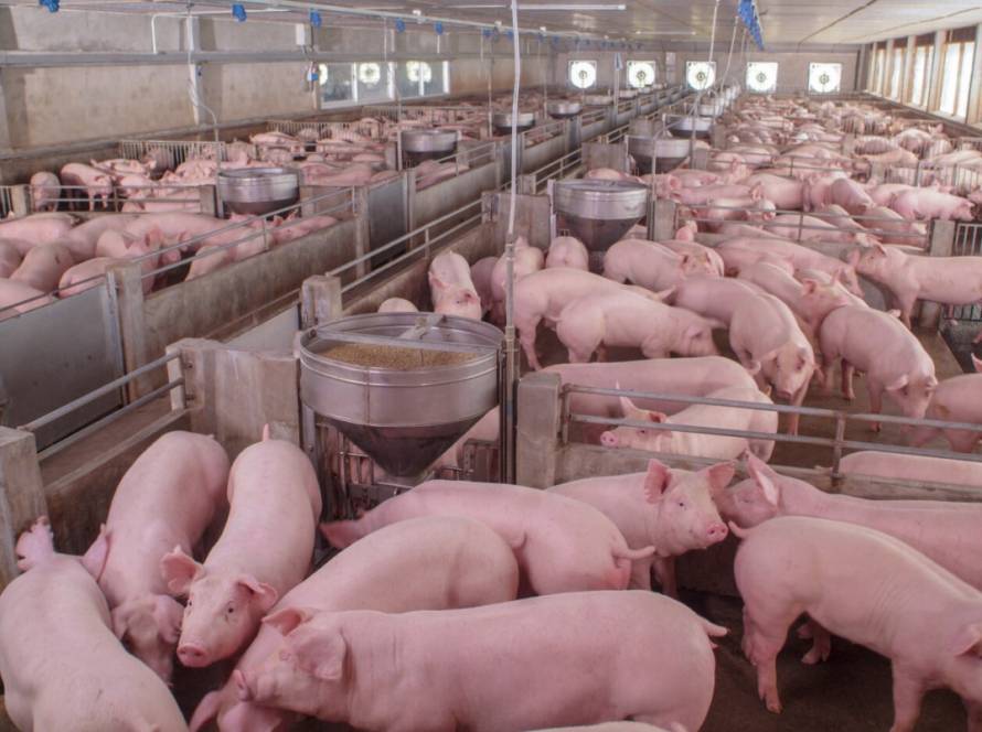 Exportações e produção controlada sustentam preços do suíno vivo em fevereiro
