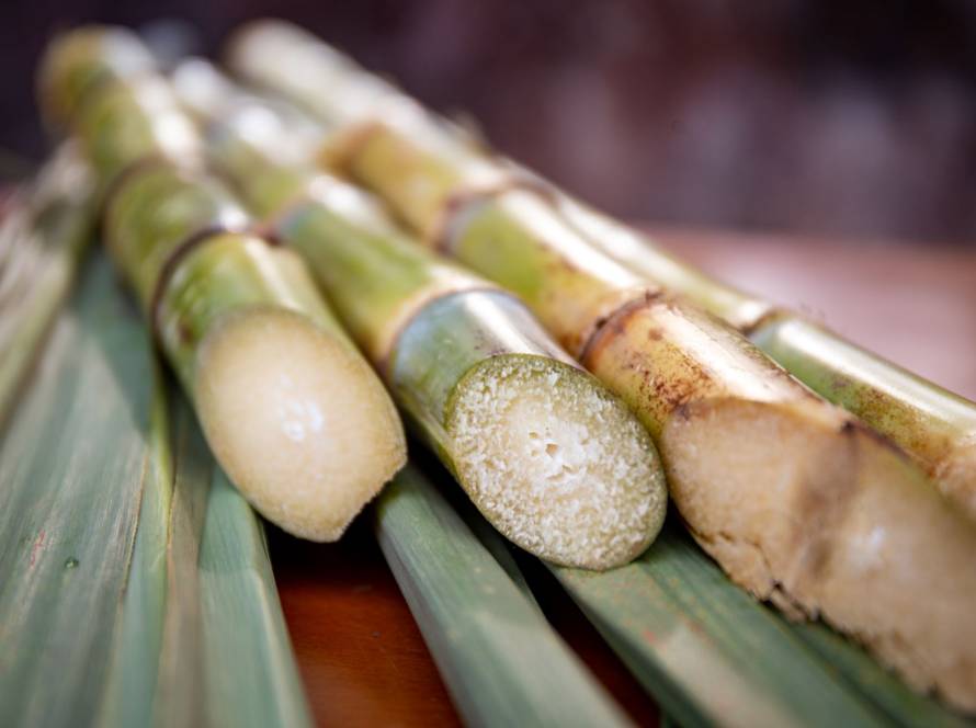 Fixação de preço de açúcar do Brasil atinge 83% da exportação prevista em 25/26, diz Archer