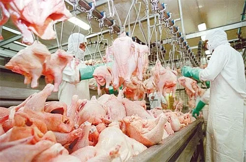 Frango: exportações terminam fevereiro superando registros do mesmo mês do ano passado