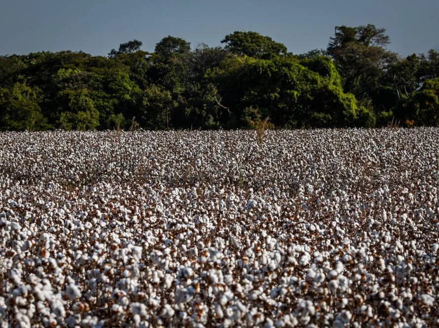 Goiás fortalece a produção de algodão e amplia competitividade no mercado internacional