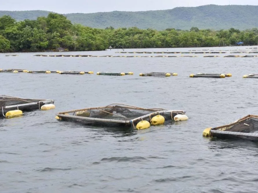 Goiás tem clima e área favoráveis à piscicultura, mas tributação é entrave