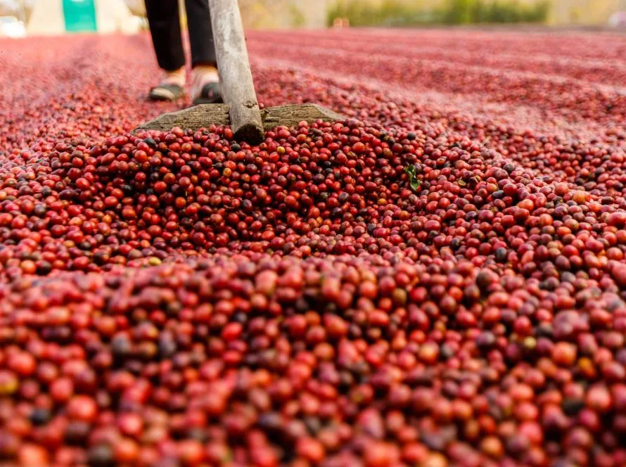 Hedgepoint: exportações de café avançam no Vietnã, enquanto Indonésia supera temporada 23/24