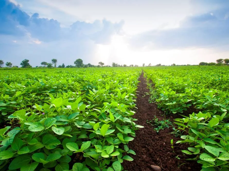 Imea em Campo vai apresentar os resultados do levantamento de produtividade realizado nas lavouras de MT
