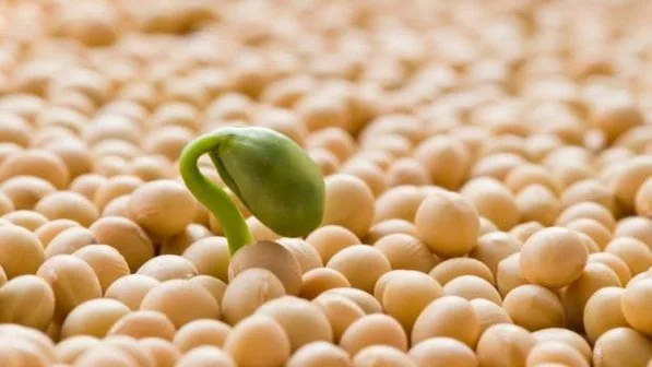 Laboratório de Análise de Sementes da Agrodefesa em GO alcança nota máxima em teste nacional
