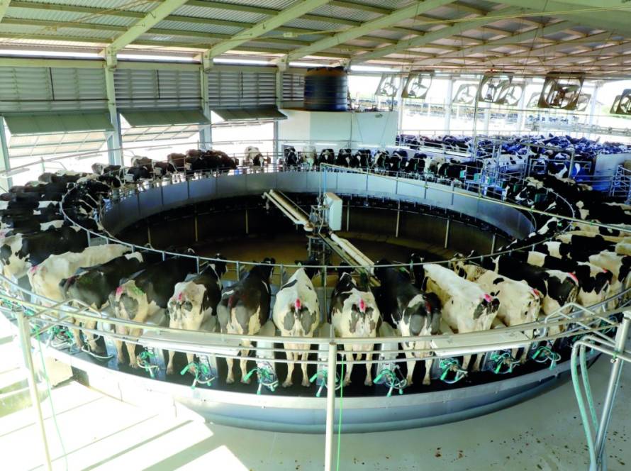 Milho em alta e soja em queda influenciam custos na produção brasileira de leite