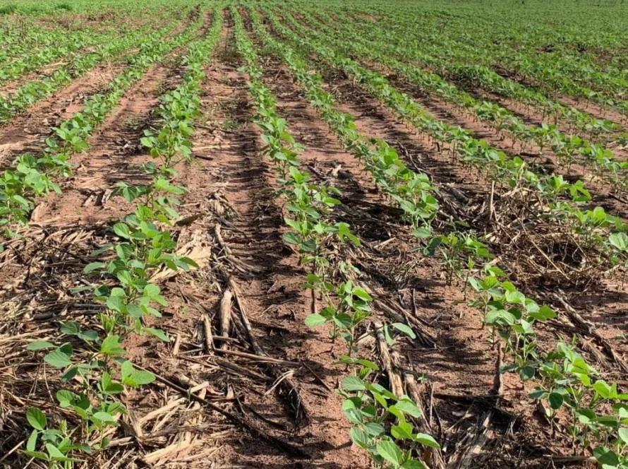 Pesquisa avalia viabilidade econômica do cultivo de soja precoce em solo arenoso