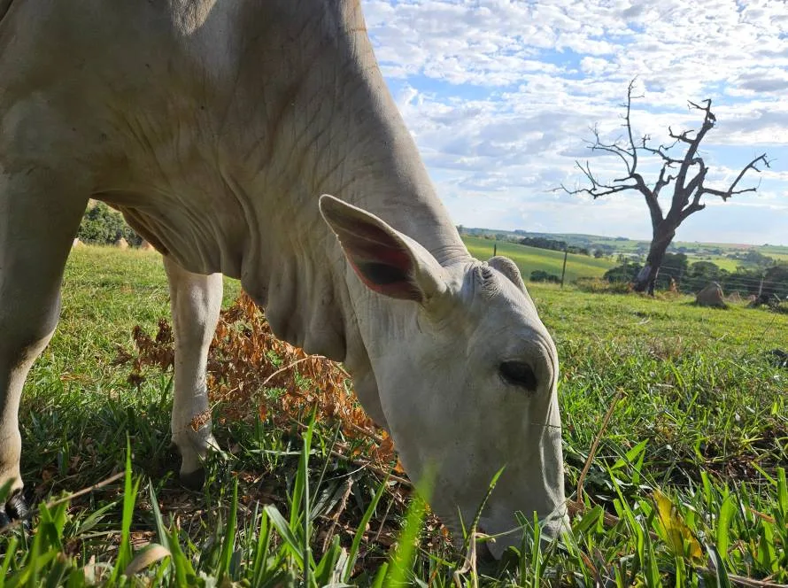 Produção agrícola de Mato Grosso do Sul deve chegar a 75,3 milhões de toneladas na safra 2024/25