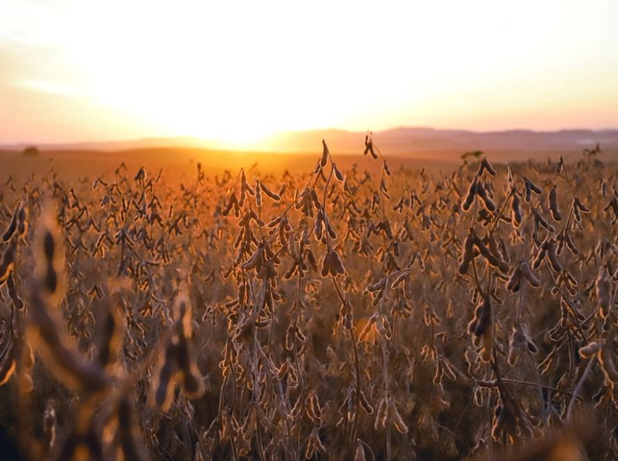Produção de soja em Santa Catarina cresceu 93% nos últimos doze anos
