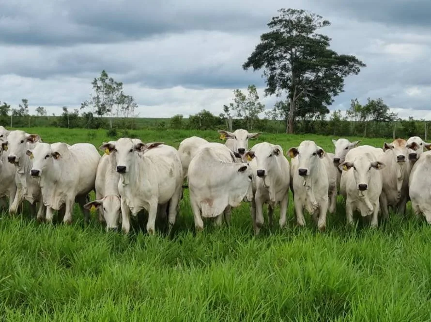 Programa do Imac atinge 1,3 mil hectares recuperados em propriedades rurais em MT