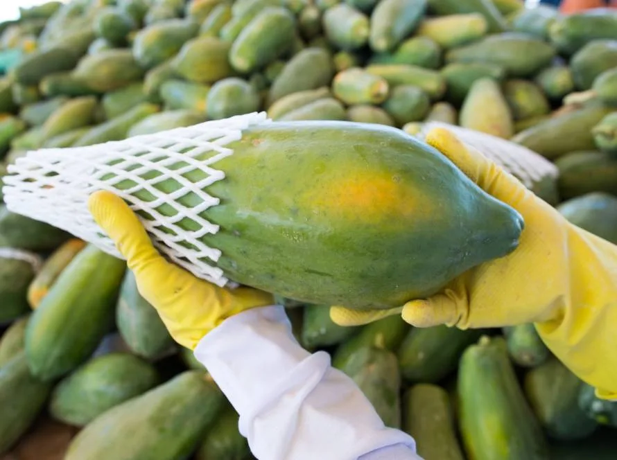 Setor de frutas do Brasil vê potencial de expandir exportação