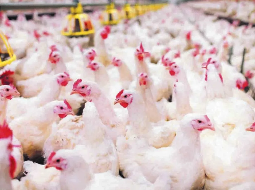Setor produtivo comemora recorde histórico nas exportações de carnes no primeiro bimestre de 2025