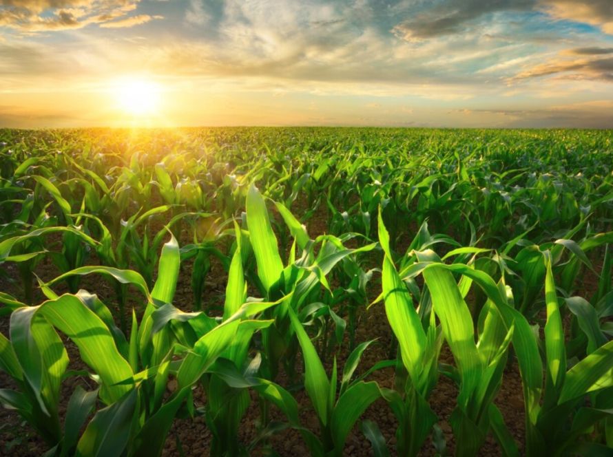 ABCS propõe crédito específico para retenção de matrizes no Plano Safra 2025/2026