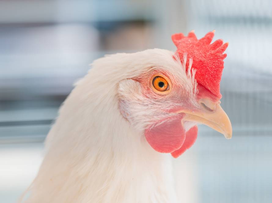 ABPA: Receita das exportações de genética avícola cresce 18,4% em março