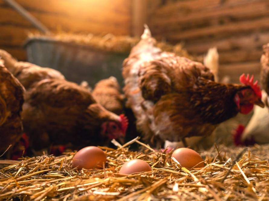 Altas temperaturas e o desafio na avicultura de postura: estratégias nutricionais para minimizar impactos