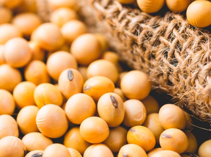 Aprosoja MT: Tarifaço de Trump sobre a China pode abrir mercado para a soja brasileira