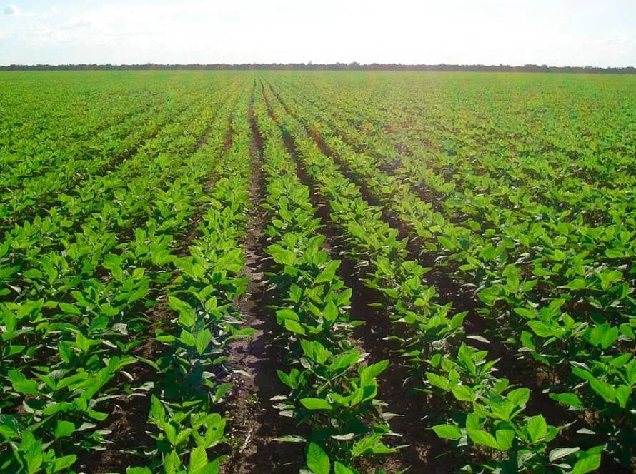 Aprosoja MT critica Moratória da Soja e defende a livre iniciativa dos produtores rurais em audiência pública no Senado