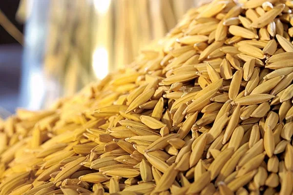 Arroz/Cepea: Preço doméstico fica abaixo da paridade de exportação em mar/25