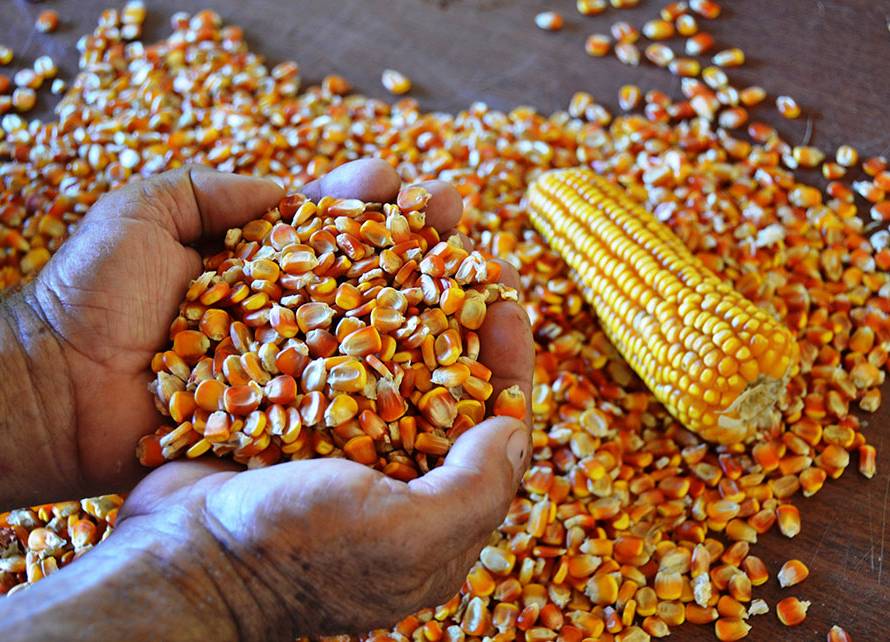 Com a pressão compradora, o preço do milho volta a cair no Brasil