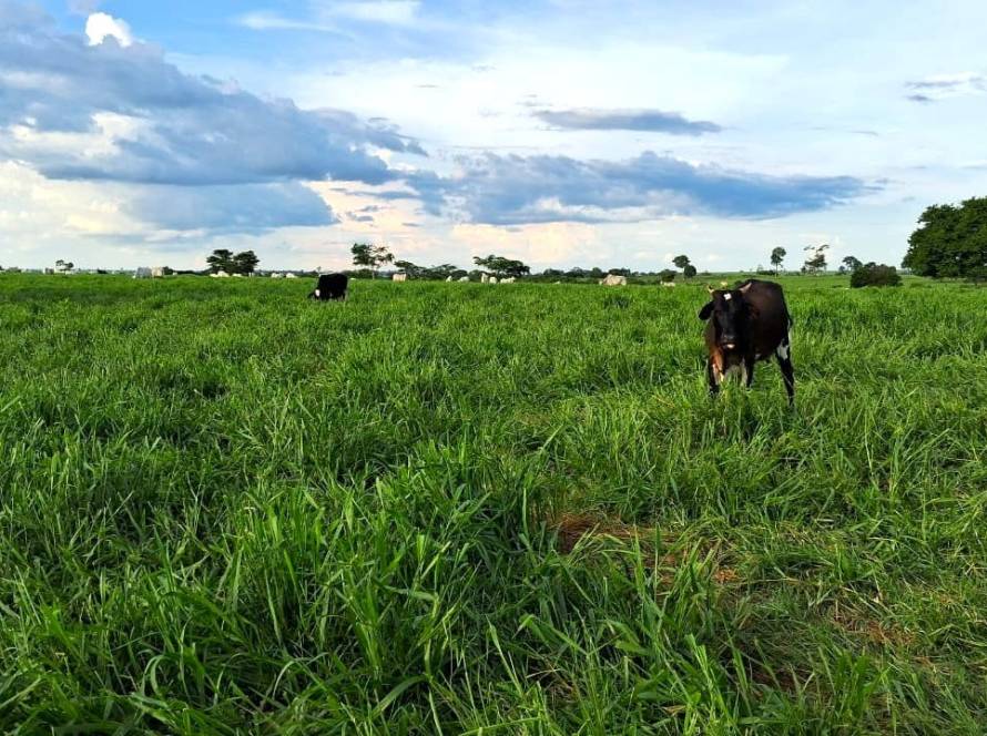 Com apoio do Senar/MT, produtora de Santo Afonso dobra capacidade do rebanho com práticas sustentáveis e gestão eficiente