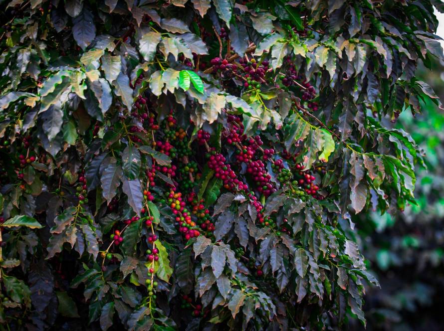 Com tarifas, indústria de café do Brasil vê oportunidade para exportar canéforas aos EUA
