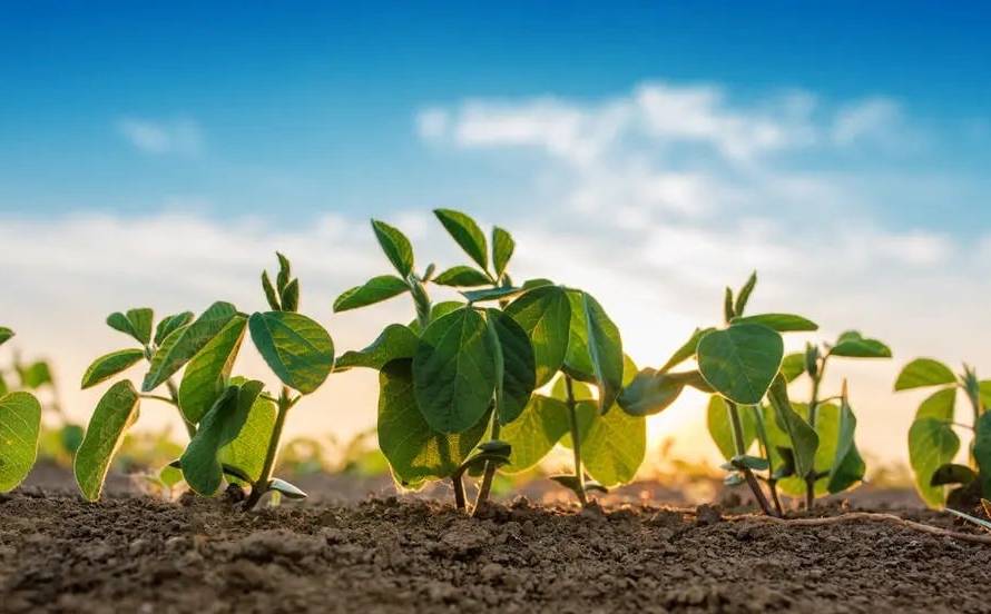 Custo da soja 2025/26 em Mato Grosso deverá passar de R$ 4100,00 por hectare, aponta Imea