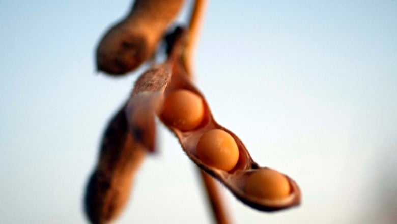 Decisão do STF reconhece constitucionalidade da lei estadual que protege produtores de Mato Grosso