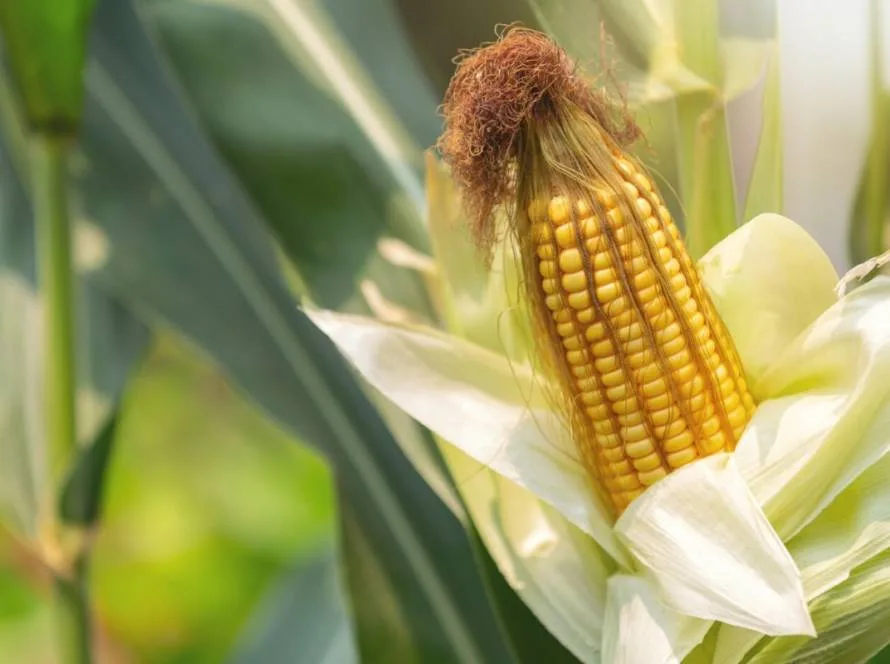 Eficiência e sustentabilidade marcam evolução do milho no Brasil