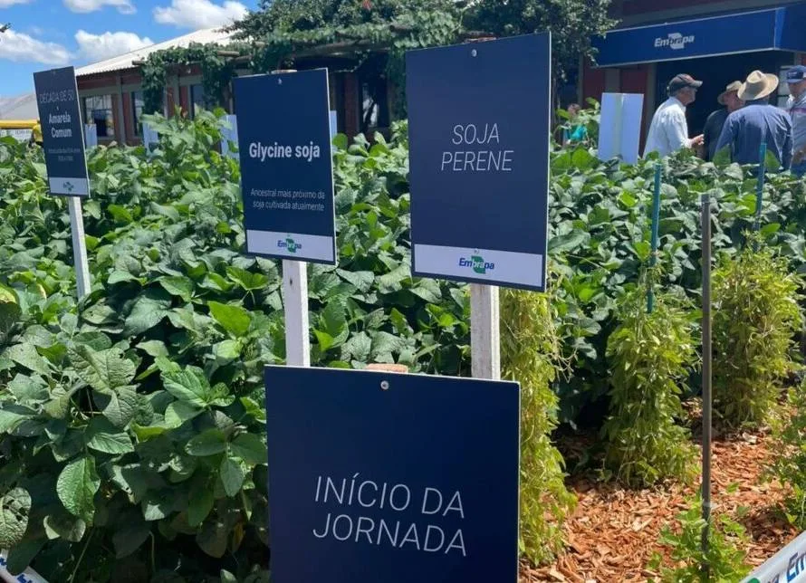 Embrapa conta trajetória da soja no Brasil Central a partir de variedades históricas