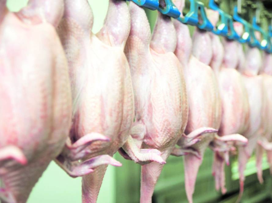 Exportações de carne de frango avançam 13,8% em março