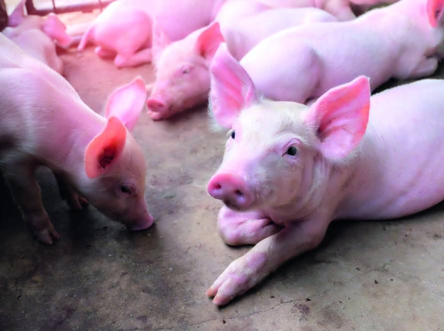 Mercado de suínos segue aquecido no Sul do país impulsionado por exportações e baixa oferta