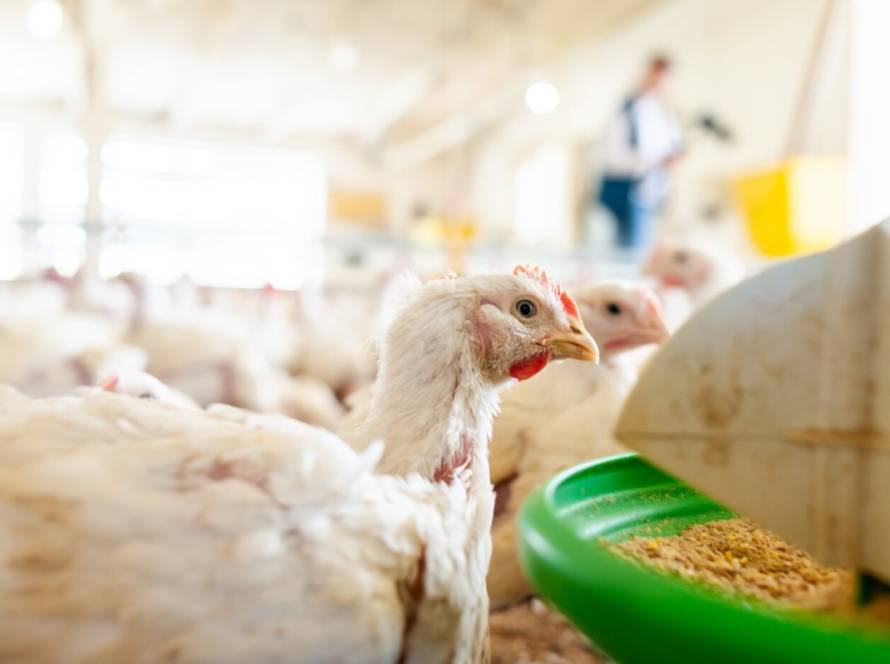 Mesmo com a alta do frango vivo em março, o avicultor paulista perdeu poder de compra frente ao milho